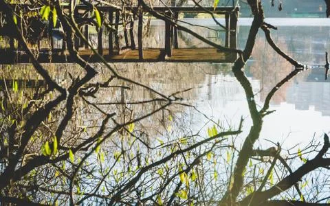 Tree branches reflected in water Stock Photos