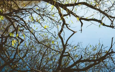 Tree branches reflected in water Stock Photos