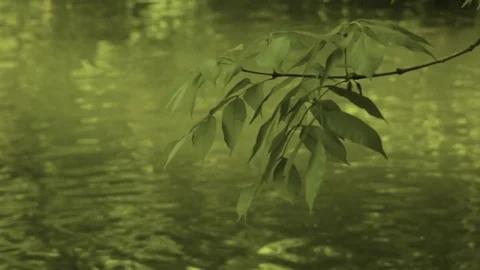 Tree branches reflected in the water of a pond Vídeos de archivo 74840705