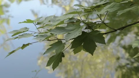 Tree branches reflected in the water of a pond 스톡 동영상 74840727