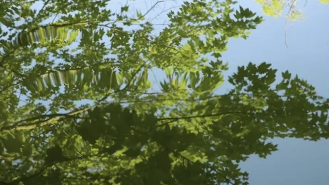 Tree branches reflected in the water of a pond Vídeo Stock 74840743