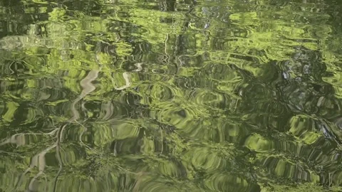 Tree branches reflected in the water of a pond Stock Footage 74840765
