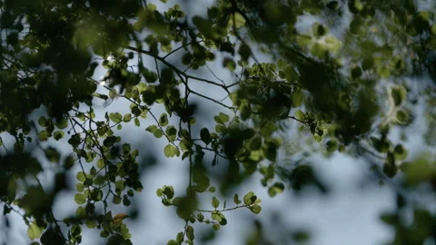 Tree Branches with Reflection of Sun in Nature During Day Stock-Footage 270388832