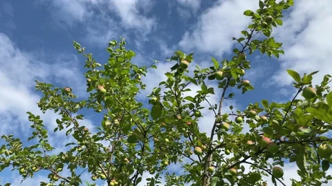 Tree branches with ripe red and green apples against a blue sky with clouds. Stock Footage 201857049