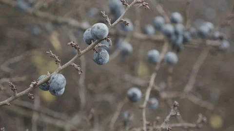 Tree branches of ripe sloe fruit close-up 4K video Stock Footage 145045709