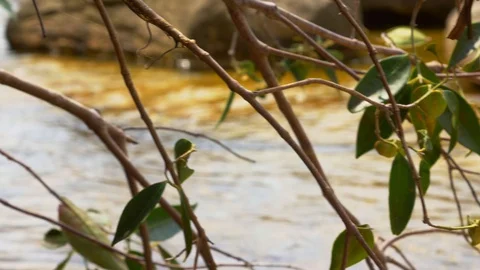 Tree branches with river in the background 動画素材 128078583