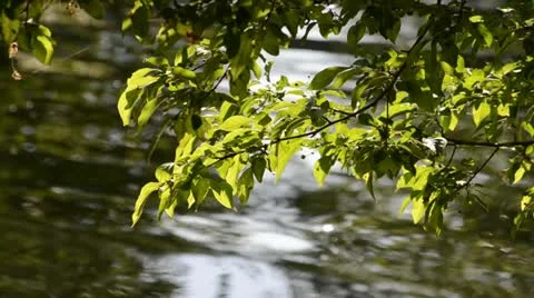 Tree Branches with River Reflection 스톡 동영상 21231329