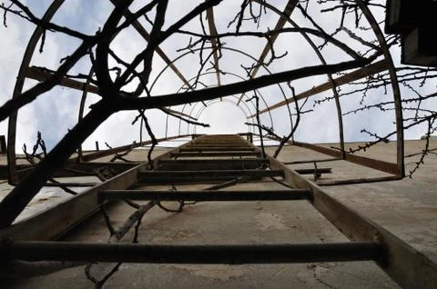 Tree branches rusty ladder 写真素材