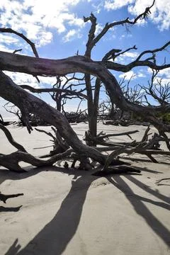 Tree branches on the sand Stock Photos