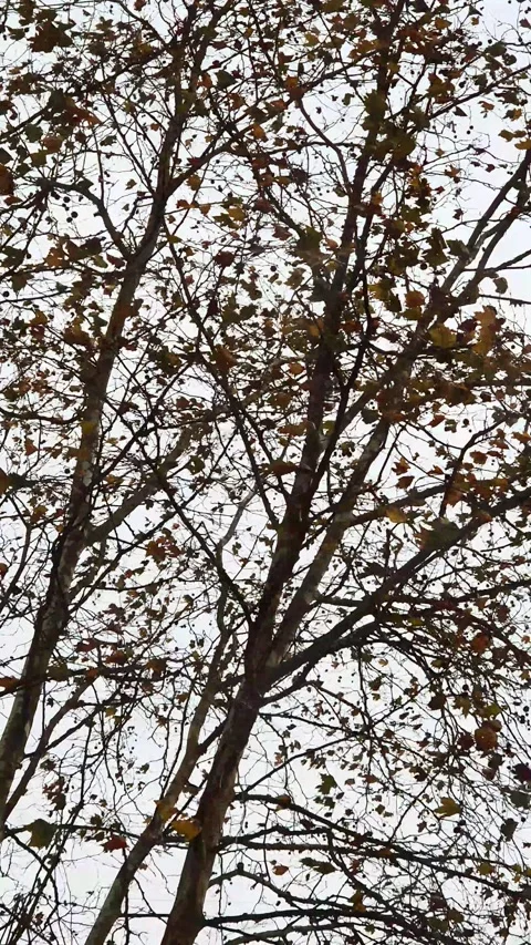 Tree branches with scattered deciduous leaves swaying on a windy autumn day. Stock Footage 300288123