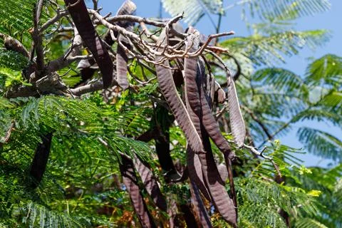 Tree Branches with Seed Pods and Green Leaves Stock Photos