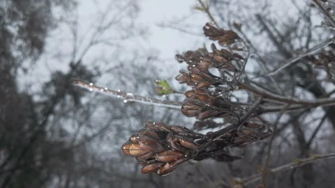 Tree branches with seeds are covered in thin layer of ice, concept transition Stock Footage 328100984