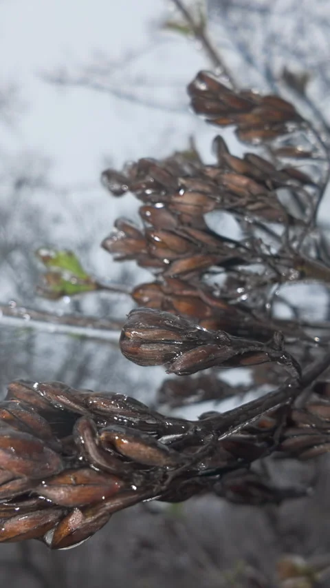 Tree branches with seeds are covered in thin layer of ice, concept transition Stock Footage 328745493