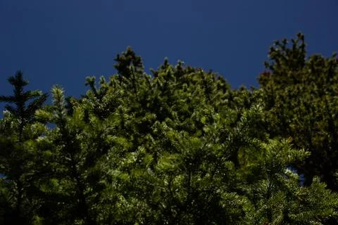 Tree branches seen from the ground Stock Photos