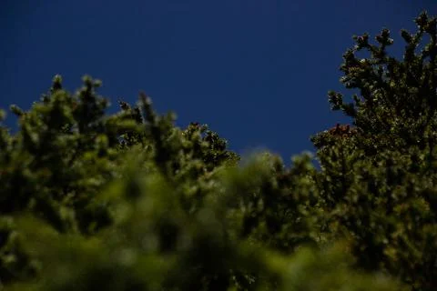 Tree branches seen from the ground Stock Photos