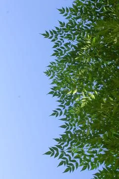 Tree branches seen with the sky in the background Stock Photos