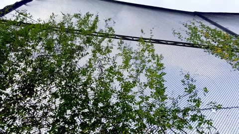 Tree branches seen through modern glass roof Stock Footage 335430541