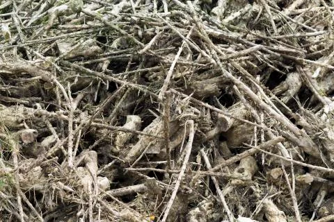 Tree branches set Stock Photos