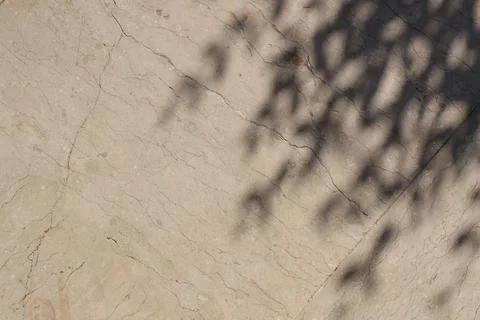 Tree branches shadows on beige marble floor. Textured background. Dark Fotos Stock