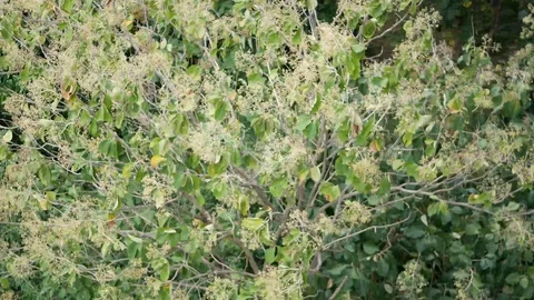 Tree branches shaking in storm winds - high angle shot Stock Footage 103492765