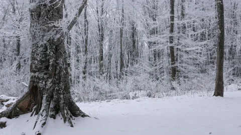 Tree branches shaking on wind with snow in winter 스톡 동영상 169563511
