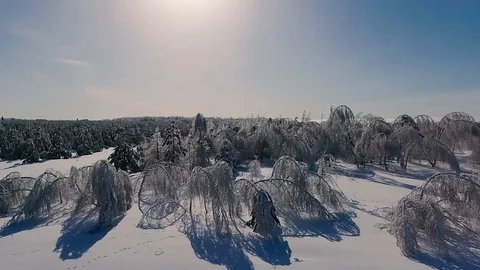 Tree branches Shine from the ice Stock Footage 85832067