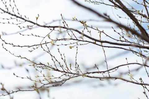 Tree branches show new buds as spring approaches. The sky is clear with light Stock Photos