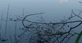 Tree branches on silent water surface at late afternoon 4k or 4k+ Resolution