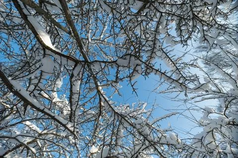 Tree branches silhouette, Abstract shape with snow highlights against blue .. Stock Photos