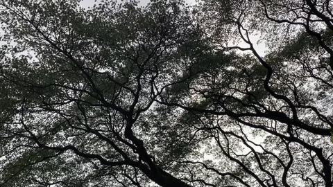 Tree branches in silhouette against bright sky Stock Footage 314708629