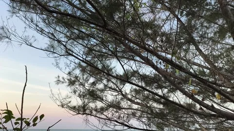 Tree Branches Silhouette Against Soft Sunset Sky Stock-Footage 341505505