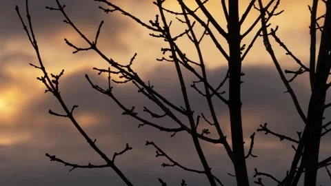 Tree branches silhouette against sunset skies and clouds Stock Footage 156758393