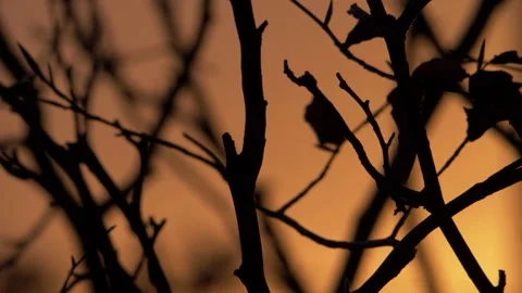 Tree branches silhouette against warm golden sunset background Stock Footage 158702164