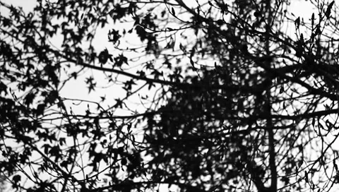 Tree Branches Silhouette B&amp;W Video stock 1183388