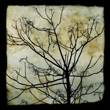 Tree branches silhouette Stock Photos