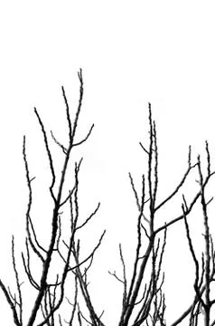 Tree branches silhouette Foto stock