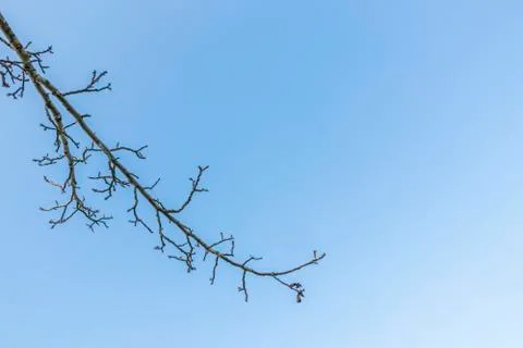 Tree branches silhouette 스톡 사진