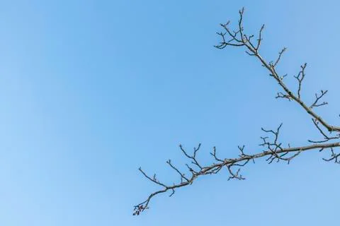 Tree branches silhouette Foto stock