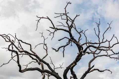 Tree branches silhouette Foto stock