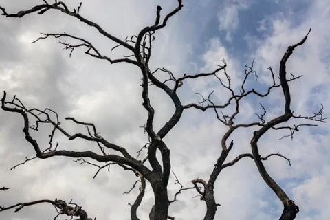 Tree branches silhouette Stock Photos