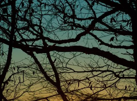 Tree branches silhouette 스톡 사진