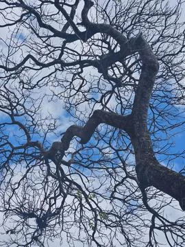 Tree Branches in Silhouette Stock Photos