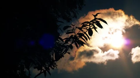 Tree branches silhouette with storm clouds background Stock Footage 284007306