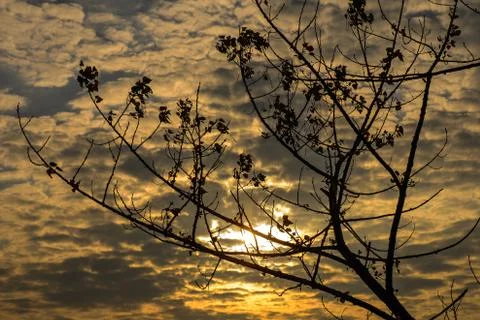 Tree branches silhouette on sunset cloudy sky Stock-Fotos