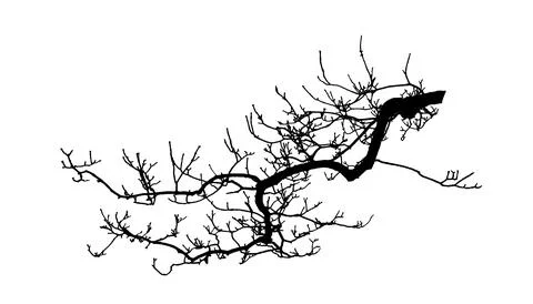Tree branches silhouette on a white background. Vector illustration.  Stock Illustration