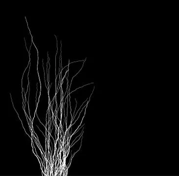 Tree branches silhouette in white over black Stock Illustration