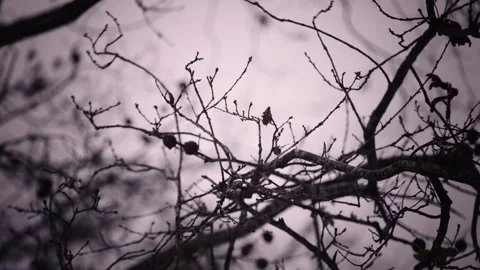 Tree Branches Silhouetted Against Bright Sunlight Stock Footage 341690806