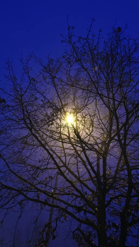 Tree branches silhouetted against a deep blue night sky Video stock 275842765