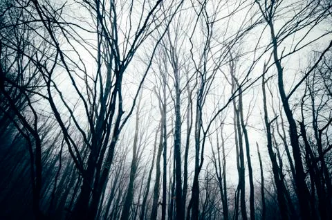 Tree branches silhouettes in dark forest at night Stock Photos