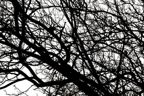 Tree branches silhouettes Stock Photos
